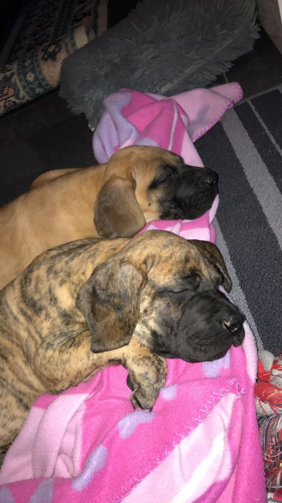 chiots nés chez nous quéhos et qhrézus