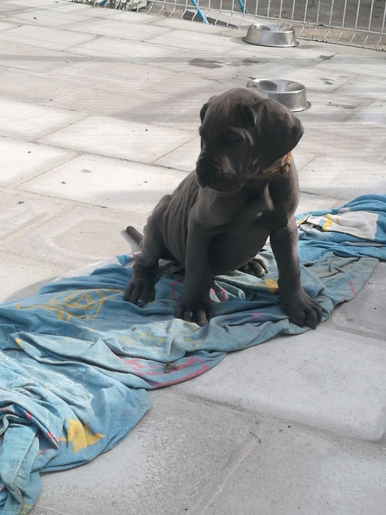 De L'Enclos Du Lys - Chiots disponibles - Dogue allemand